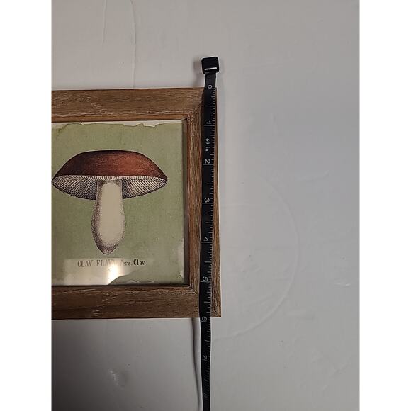 Creative Co-op Mushroom Framed Art 6" Square CLAV FLAVA, Pers. Clav. Fungi Retro - Picture 6 of 6